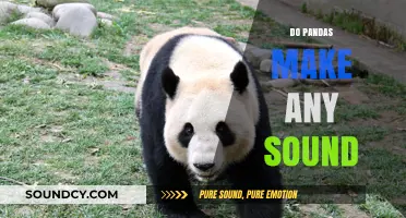 Unveiling the Mystery: Do Pandas Make Any Sound?