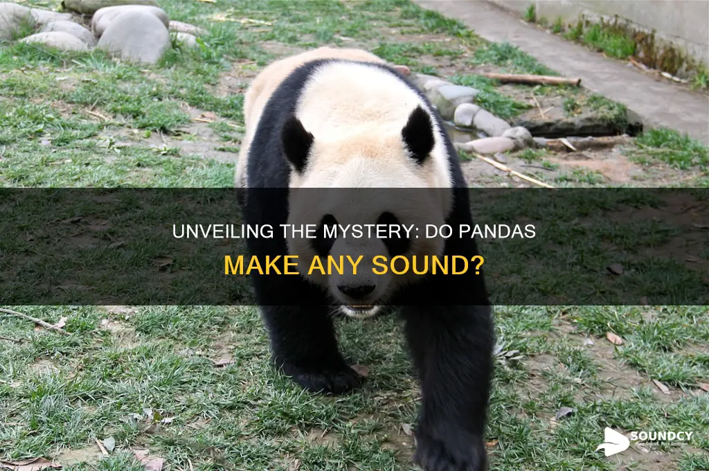 do pandas make any sound