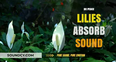 Do Peace Lilies Absorb Sound? Exploring Their Acoustic Benefits