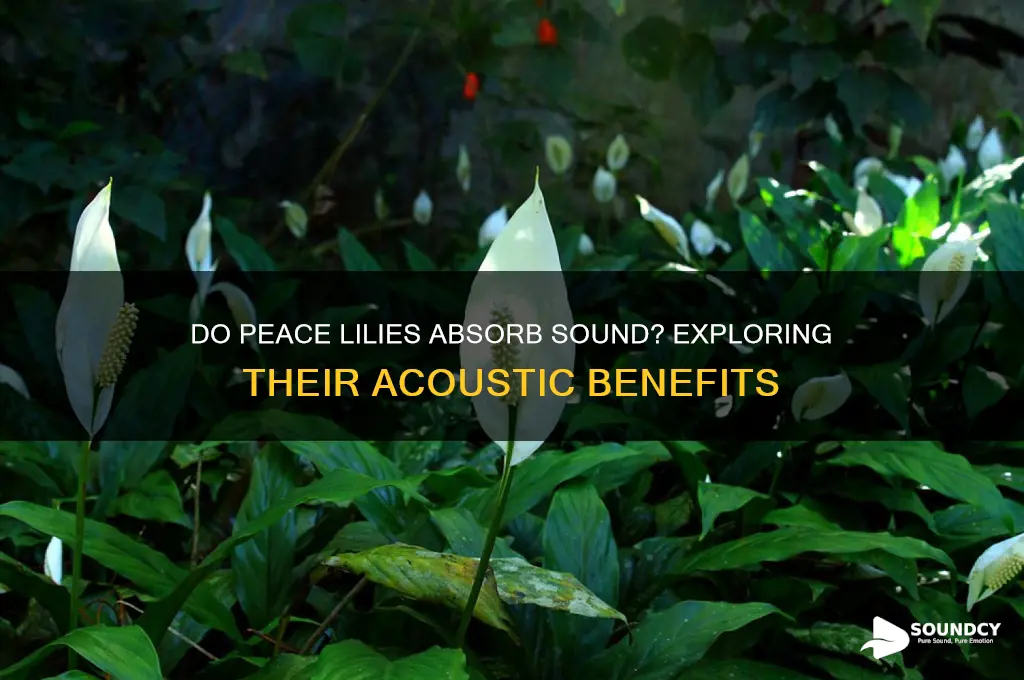 do peace lilies absorb sound