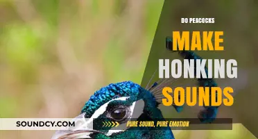 Do Peacocks Honk? Unraveling the Truth Behind Their Unique Calls