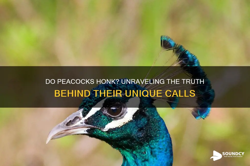 do peacocks make honking sounds