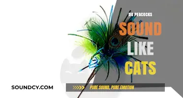 Do Peacocks Sound Like Cats? Unraveling the Surprising Vocal Similarities