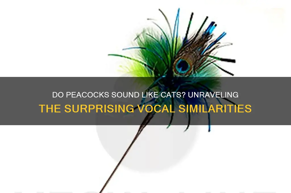 do peacocks sound like cats