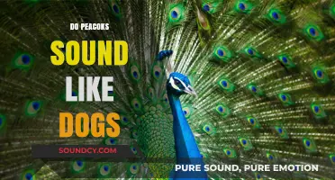 Do Peacocks Sound Like Dogs? Unraveling the Myth Behind Their Calls