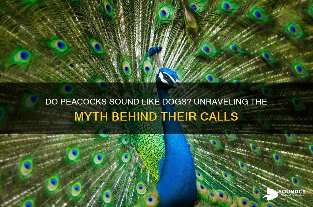 do peacoks sound like dogs