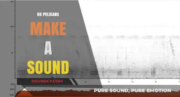 Do Pelicans Make a Sound? Exploring Their Unique Vocalizations