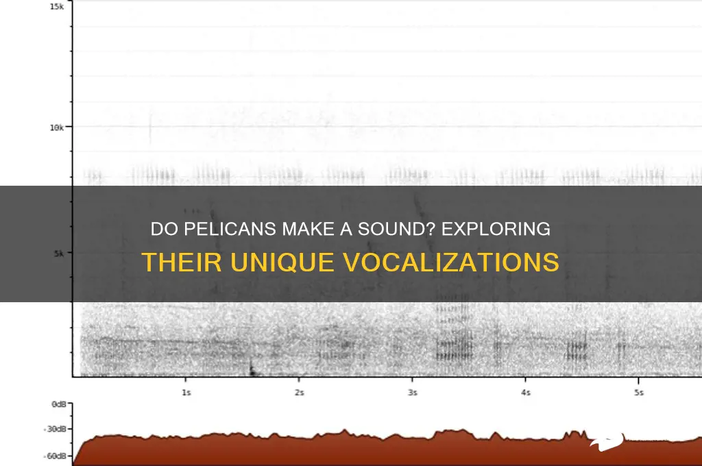 do pelicans make a sound