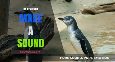 Do Penguins Make Sounds? Uncovering Their Unique Vocalizations and Communication