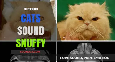 Do Persian Cats Sound Snuffy? Exploring Their Unique Breathing and Noises