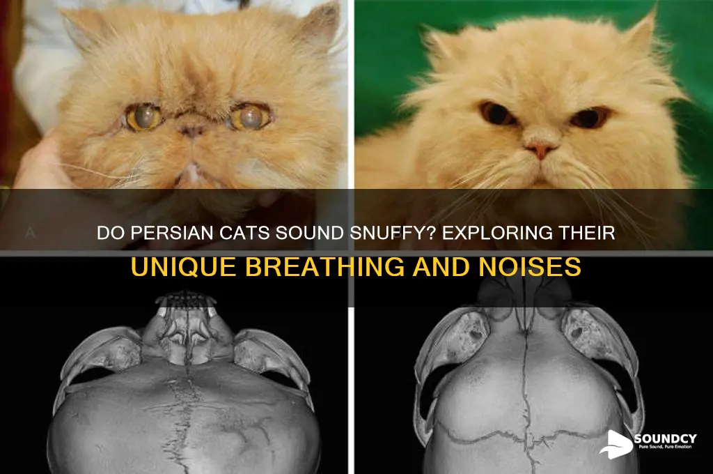 do persians cats sound snuffy
