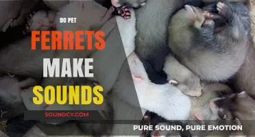 Do Pet Ferrets Make Sounds? Exploring Their Vocalizations and Communication