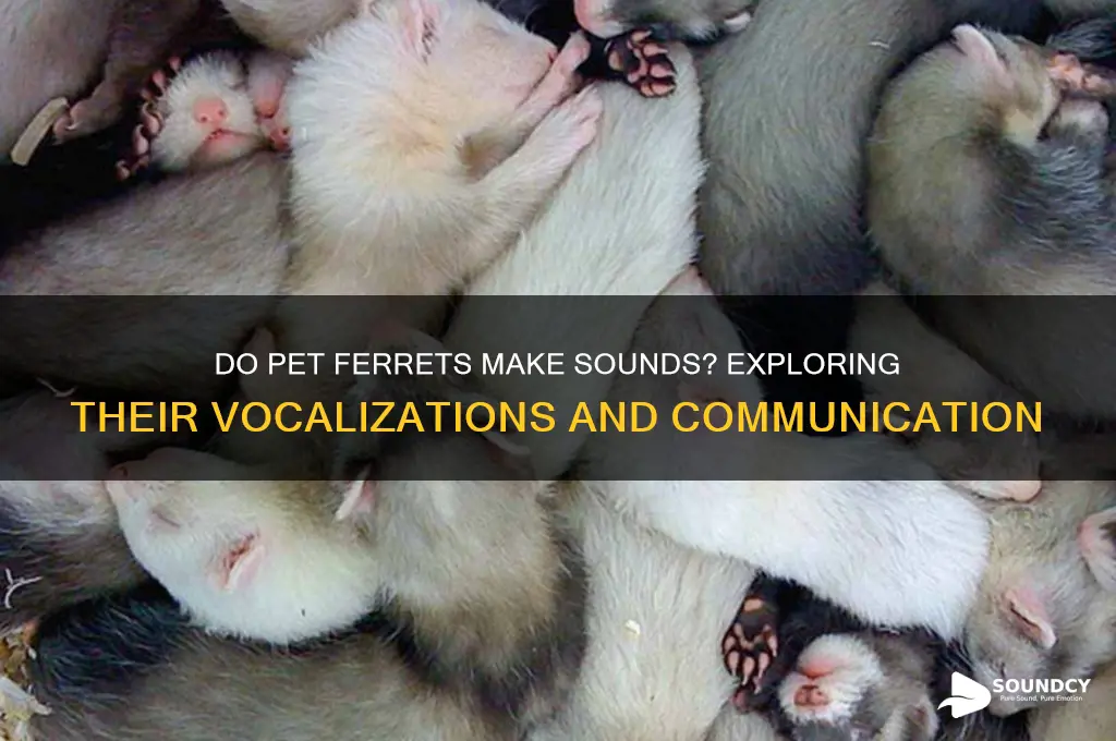 do pet ferrets make sounds