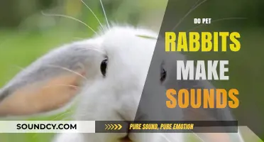 Do Rabbits Talk? Exploring the Sounds Pet Bunnies Make