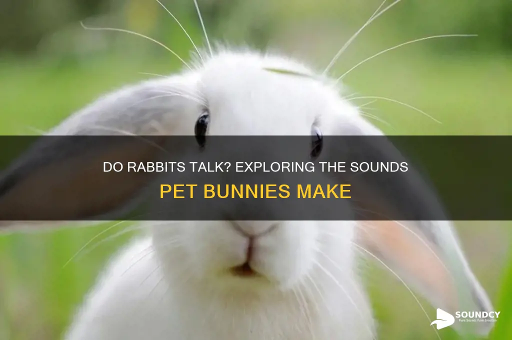 do pet rabbits make sounds