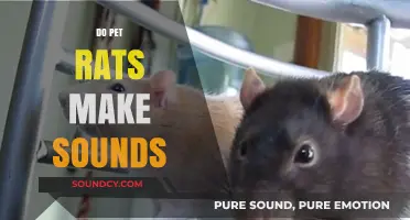 Do Pet Rats Make Sounds? Exploring Their Vocalizations and Communication