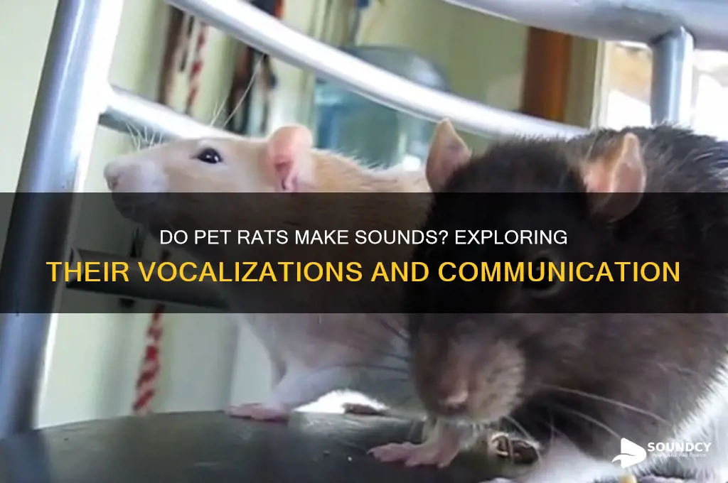 do pet rats make sounds