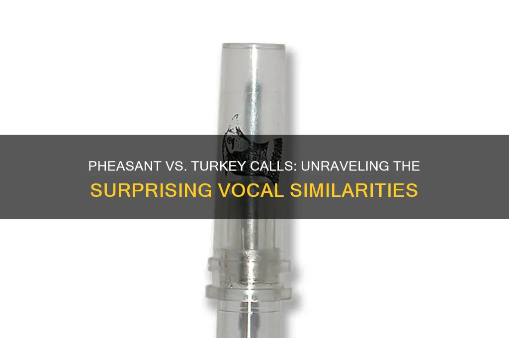 do pheasants sound like turkeys