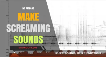 Do Pigeons Scream? Unraveling the Truth Behind Their Vocalizations