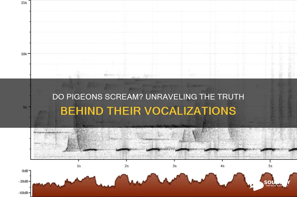 do pigeons make screaming sounds