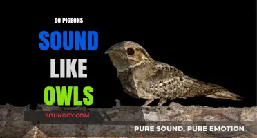 Do Pigeons Sound Like Owls? Unraveling Bird Calls and Myths