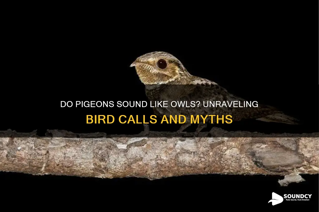 do pigeons sound like owls