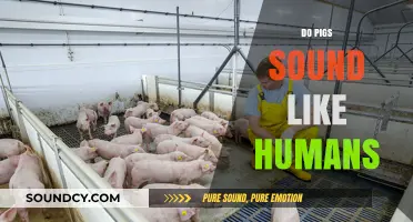 Do Pigs Sound Like Humans? Exploring the Surprising Truth