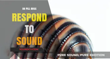 How Sound Affects the Behavior of Pill Bugs