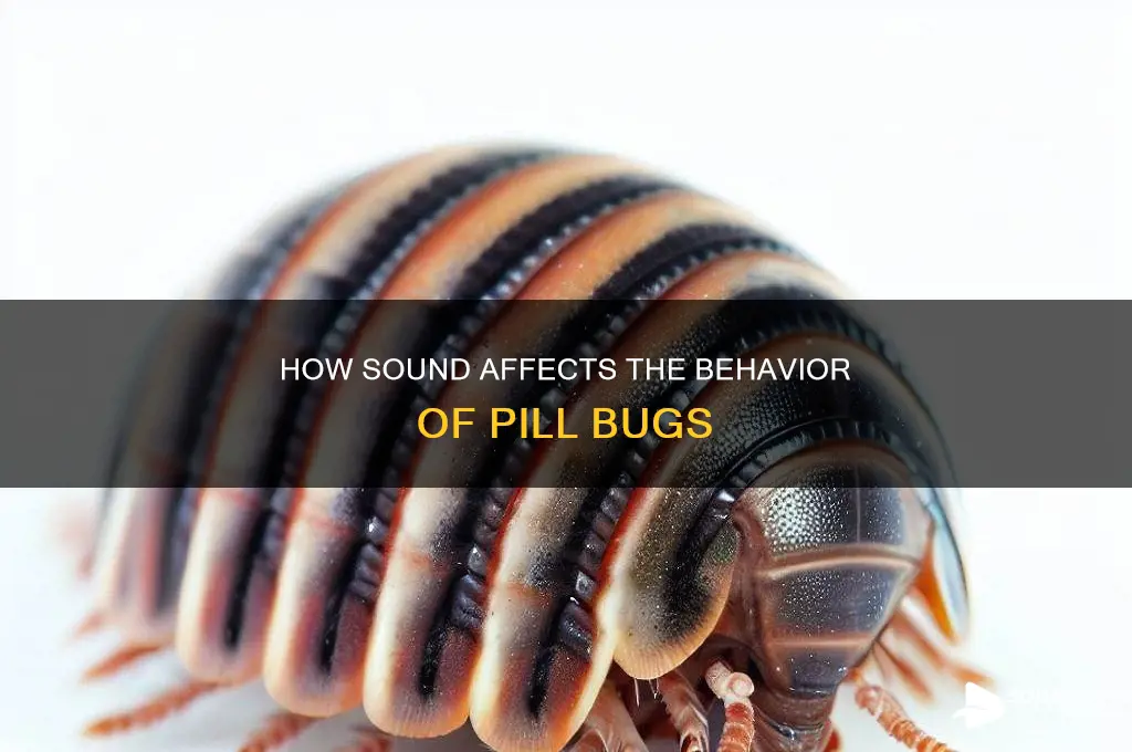 do pill bugs respond to sound