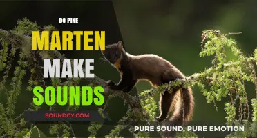 Do Pine Martens Make Sounds? Exploring Their Vocalizations and Communication