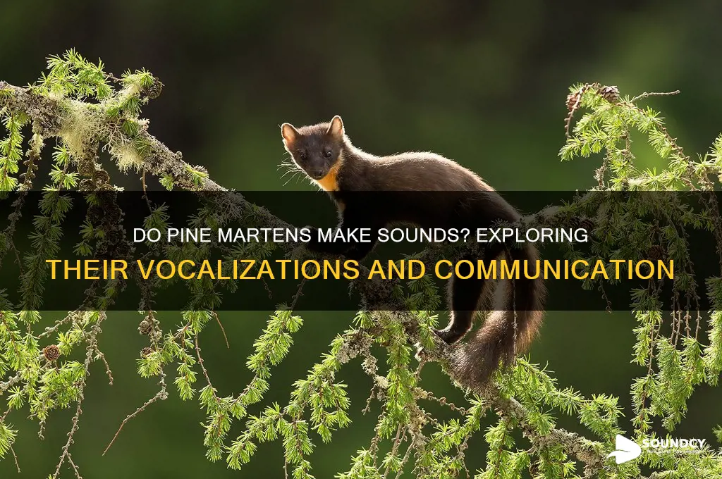 do pine marten make sounds