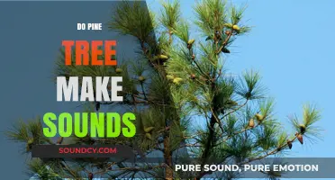 Do Pine Trees Whisper? Exploring the Sounds of Nature's Giants