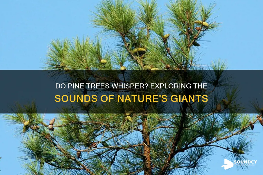 do pine tree make sounds