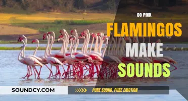 Do Pink Flamingos Make Sounds? Unveiling Their Unique Vocalizations
