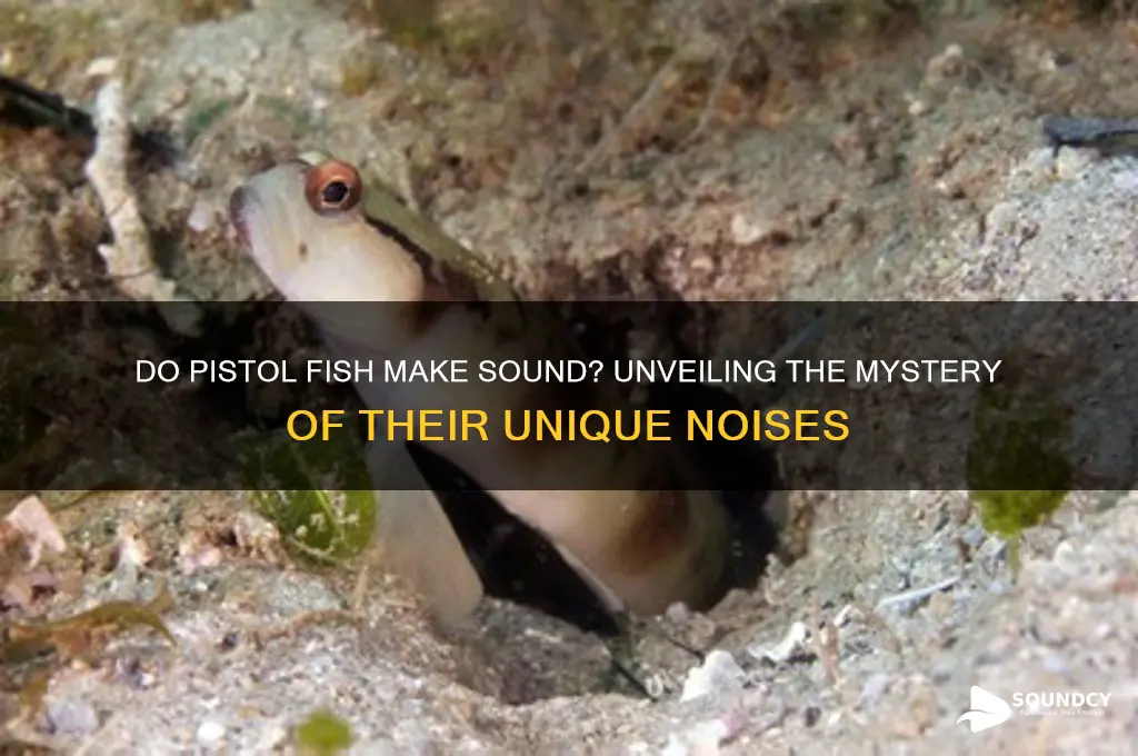 do pistol fish make sound