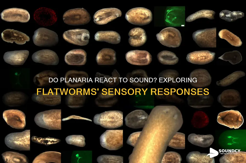 do planaraia react to sound