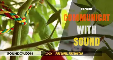 Do Plants Communicate Through Sound? Unveiling Nature's Hidden Language