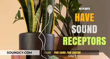 Can Plants Hear? Exploring Sound Receptors in the Botanical World