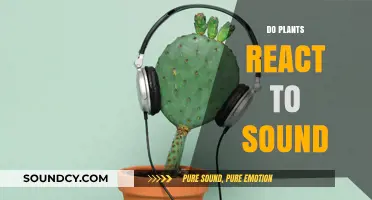 Can Plants Hear? Exploring Sound's Impact on Plant Behavior and Growth