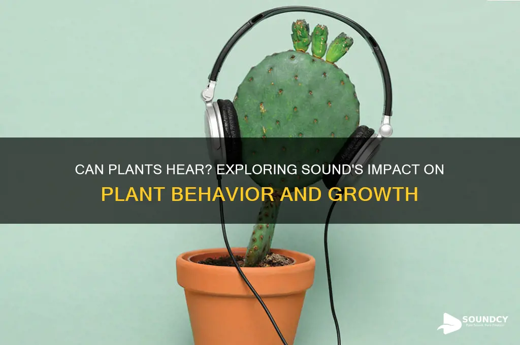 do plants react to sound