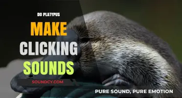 Unveiling the Mystery: Do Platypuses Really Make Clicking Sounds?