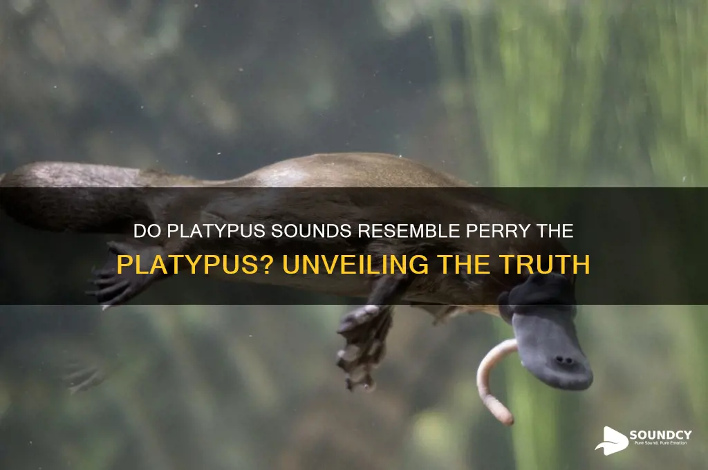do platypus sound like perry