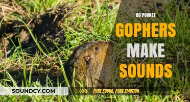 Do Pocket Gophers Make Sounds? Uncovering Their Vocal Abilities