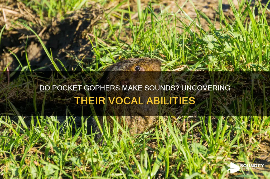 do pocket gophers make sounds