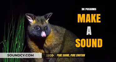 Unveiling the Mystery: Do Possums Make Sounds and What Do They Mean?