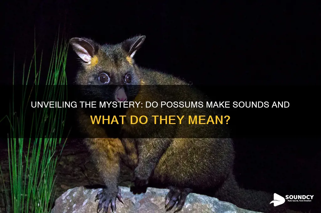 do possums make a sound