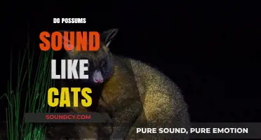 Possum vs. Cat Sounds: Unraveling the Nocturnal Noise Mystery