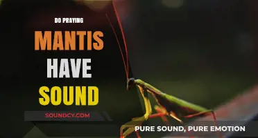 Do Praying Mantises Make Sounds? Unveiling Their Silent Communication