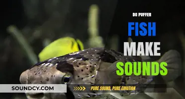Do Puffer Fish Make Sounds? Unveiling Their Unique Communication Methods