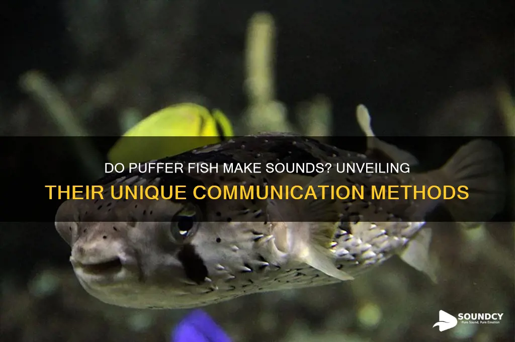 do puffer fish make sounds